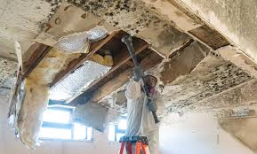 Best Water Damage & Mold Remediation  in Geneva, AL